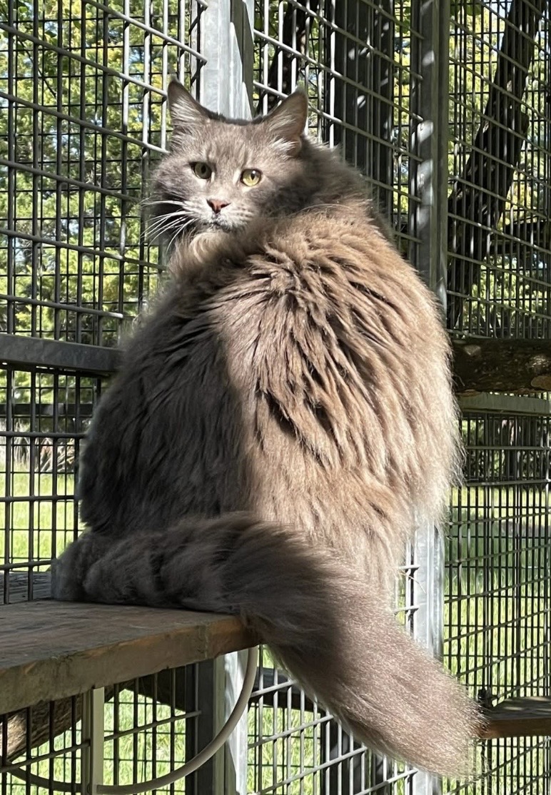 Photo du chat de Recordier Anne pour Jasmine